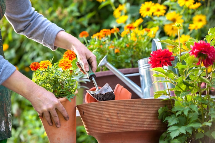 5 Simple Tips To Create A Blooming Summer Garden