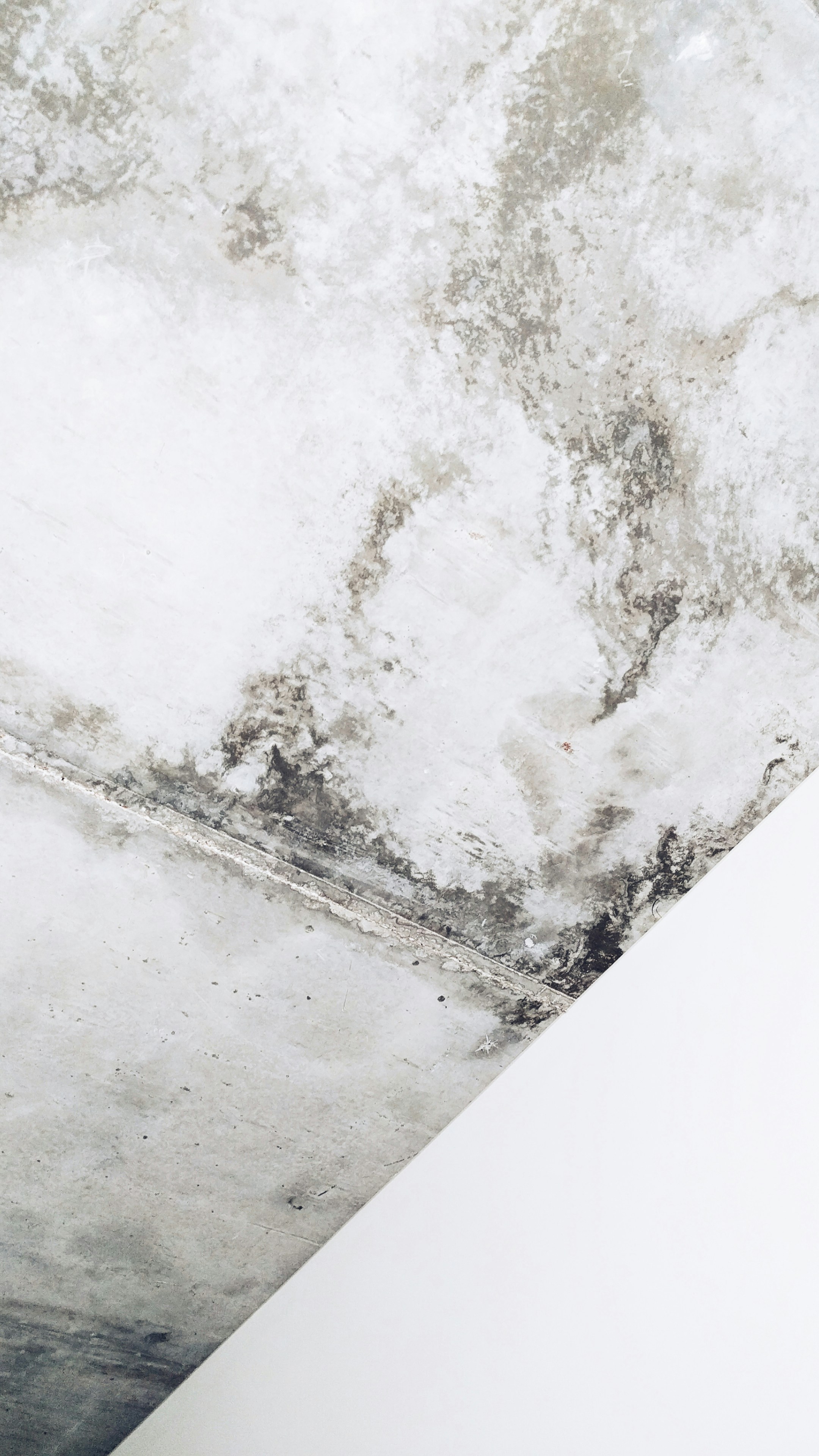 7 Effective Ways to Reduce Mould in Your House During the Rainy Season
