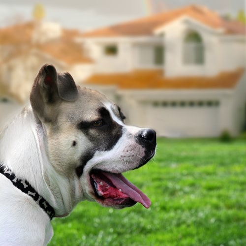 How To Secure A Rental Property When You Have Pets