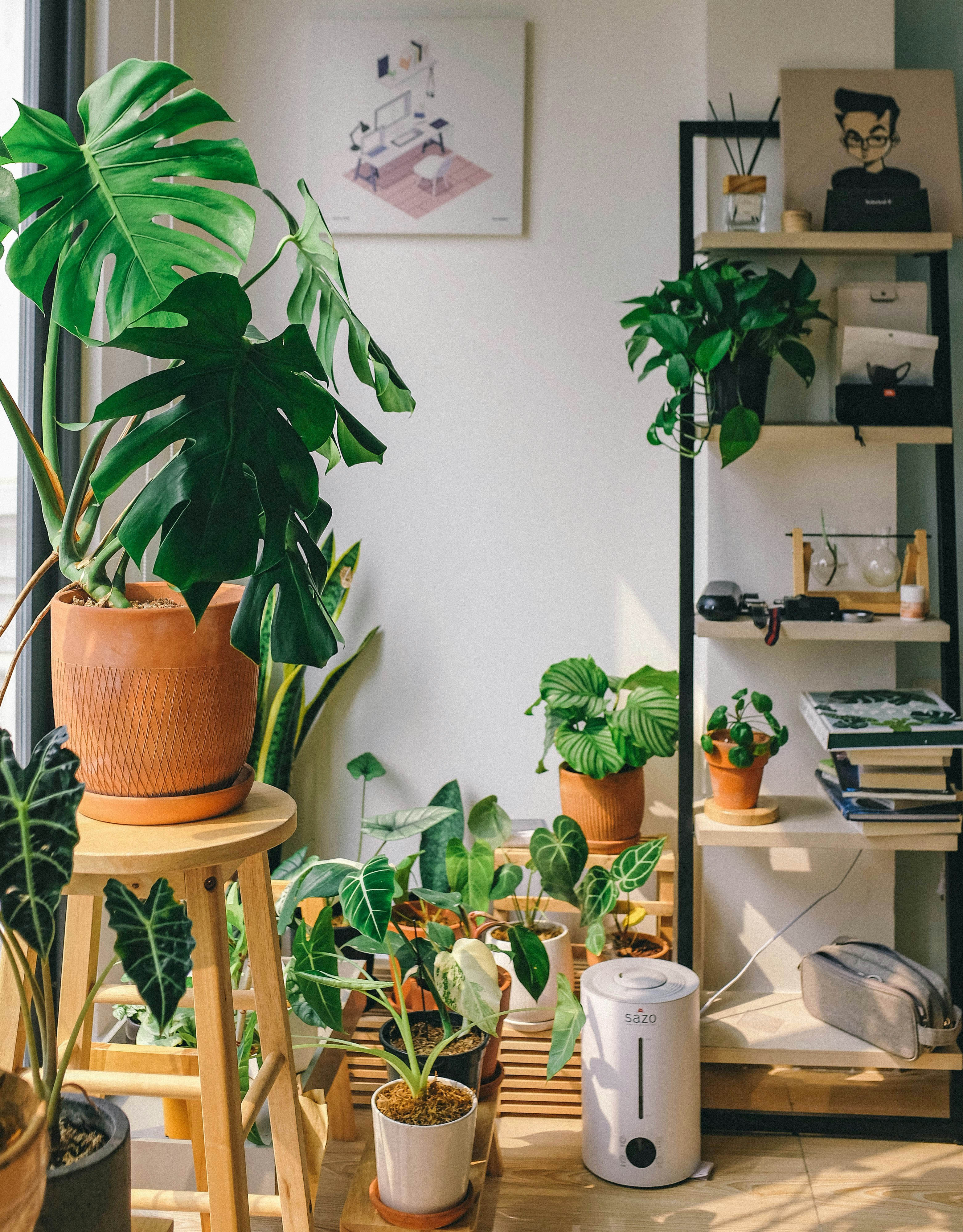  Indoor Plants and Basic Care