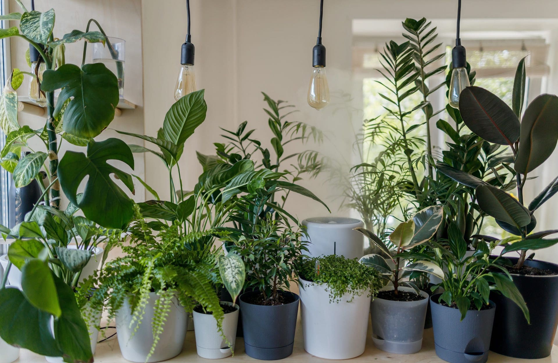 How to Grow Plants Indoors