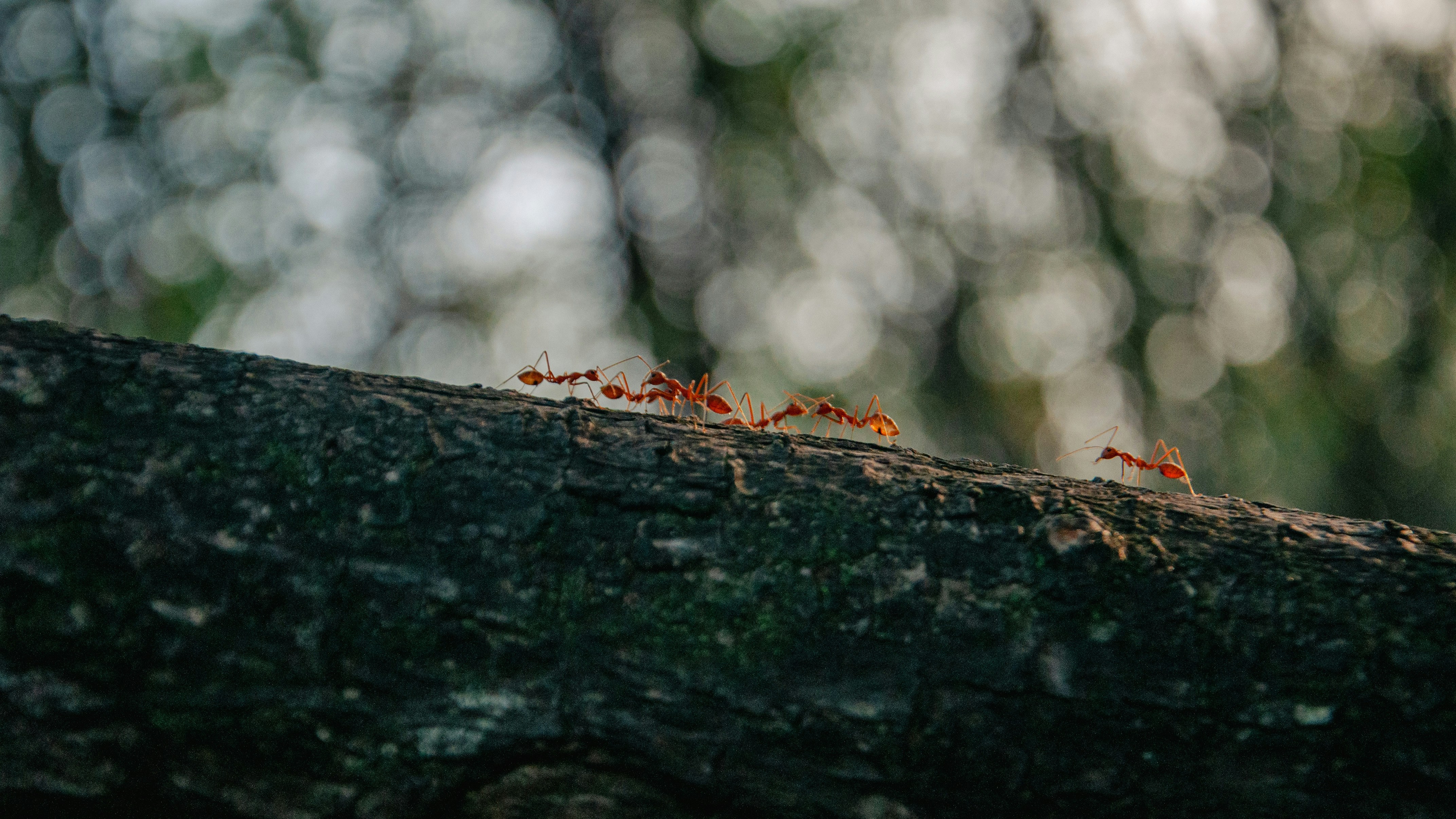 Keeping Ants Out of Your Rental Home